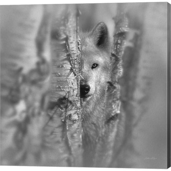 Wolf - Focused - B&W by Collin Bogle, Canvas Wall Art, 12W x 12H