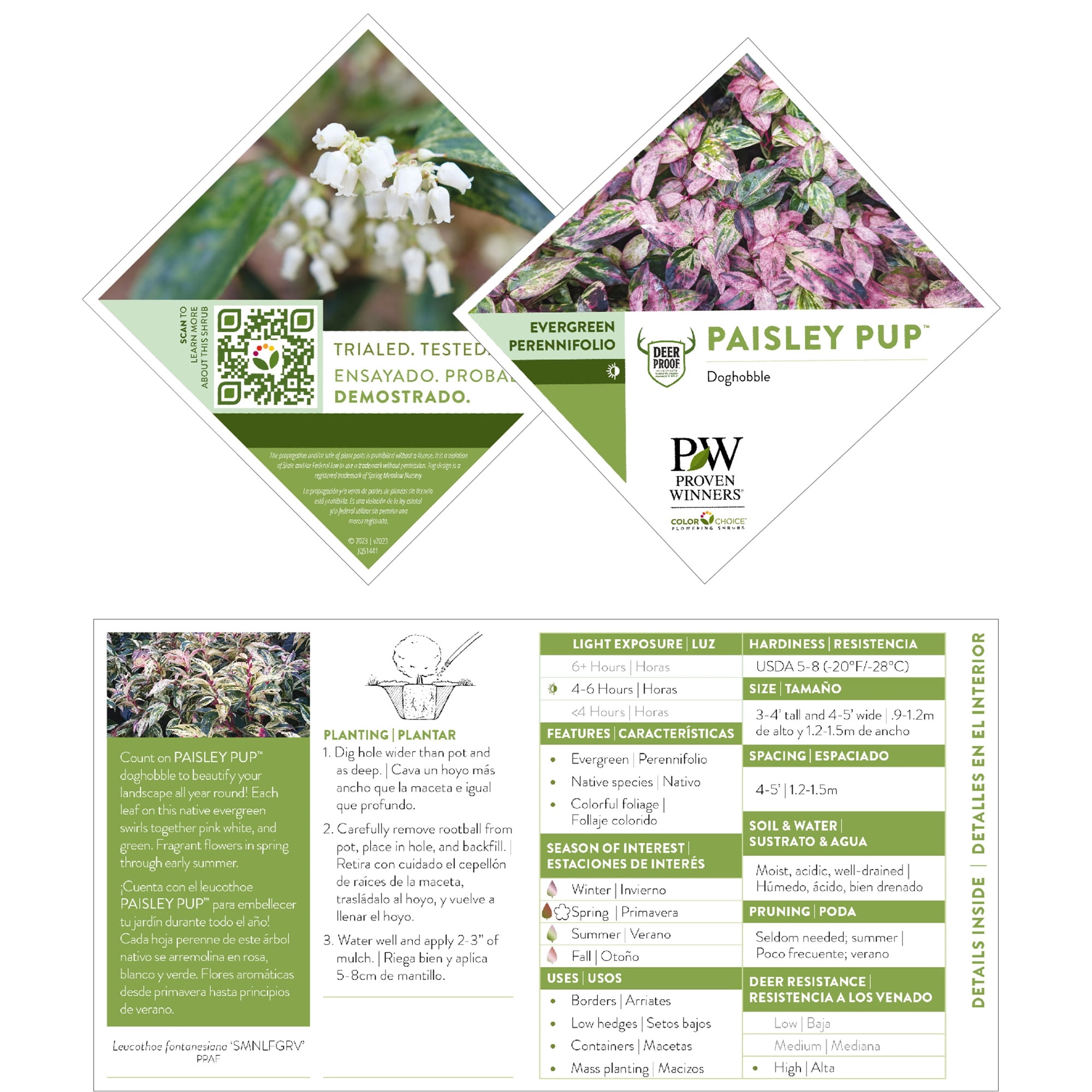 Proven Winners ColorChoice Paisley Pup Doghobble Live Shrub (2 Gallon)