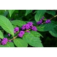 thumbnail image 5 of 40 American PURPLE BEAUTYBERRY Shrub Flower Callicarpa Americana Seeds, 5 of 11