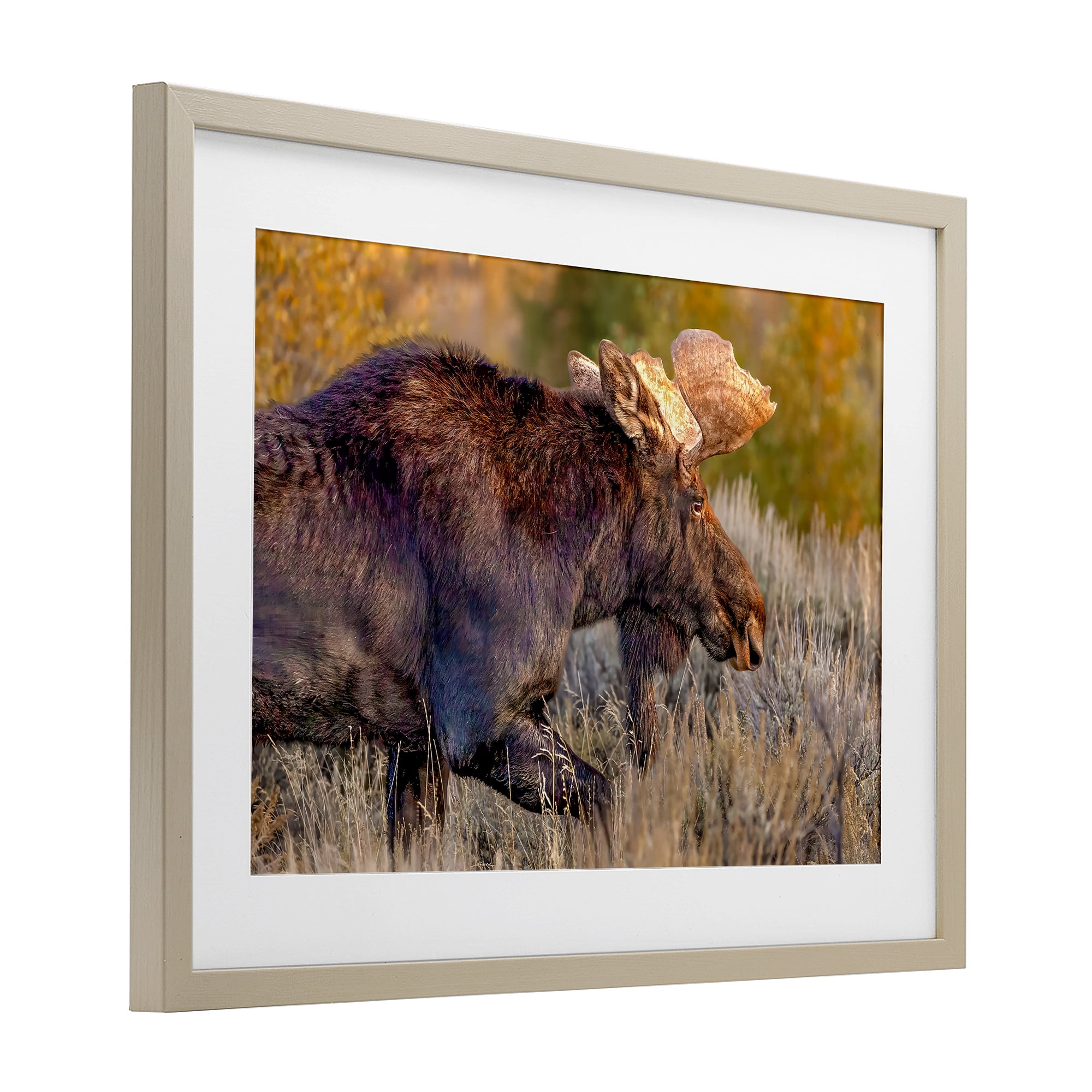 Stupell Industries Bull Moose At Dusk Birch Framed Print Under Glass, design by Shelley Carlisle