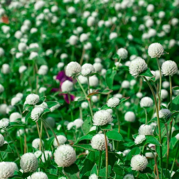 Outsidepride Gomphrena White - 2000 Seeds