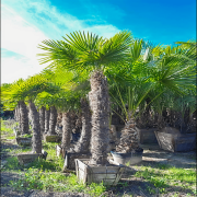 Windmill Palm Tree – Cold Hardy Tropical Palm for Landscapes and Patios