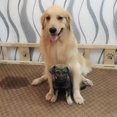 thumbnail image 2 of Dog Toilet Training Waterproof Pad Floor Sofa Fleece Protector Pet Bed Washable Reusable Dog Bed Mats Dog Urine Pad Puppy Pee Fast Absorbing Pad Rug For Pet Training In Home Bed, 2 of 11