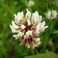 thumbnail image 2 of Outsidepride White Dutch Clover Seed - Nitro-Coated & Inoculated, 10 LBS, For Lawns, Cover Crops, Erosion Control 2 of 14