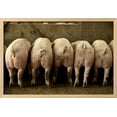 thumbnail image 2 of Large White Pigs Rear View, Lined Up in Pen, Framed Art Print Wall Art Sold by Art.Com, 2 of 5