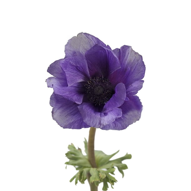 Bicolor Blue Anemones Fresh Cut 150 Stems