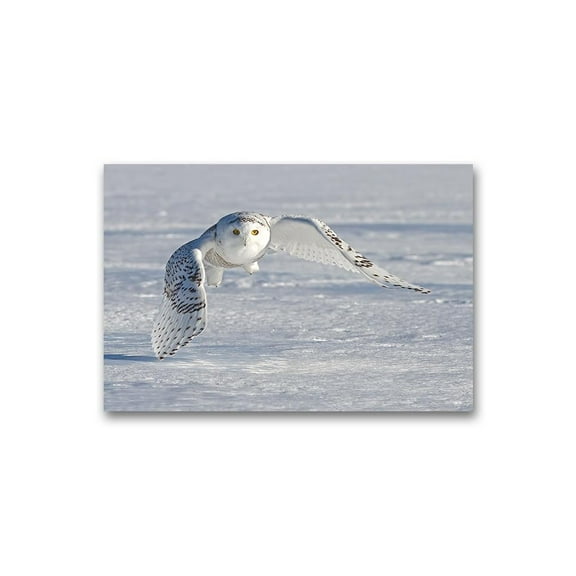 Snowy Owl Flying Low Poster -Image by Shutterstock
