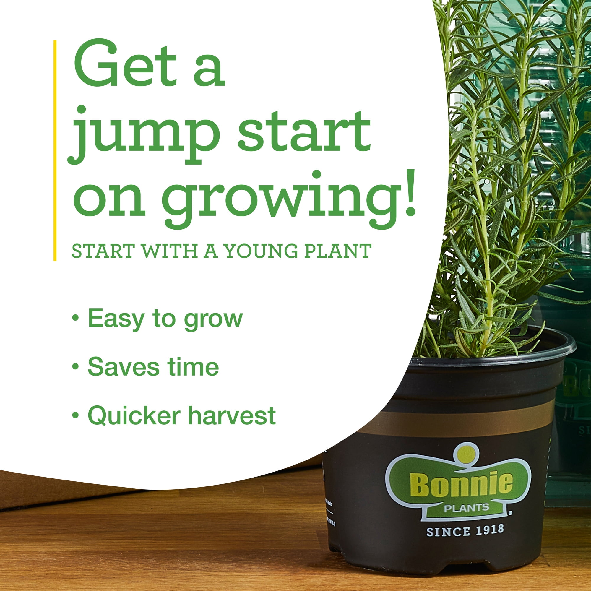 Bonnie Plants Cilantro 19.3 oz.