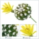 thumbnail image 2 of ColoMX Cactus artificial, planta de cactus falsa, suculentas artificiales, material de bricolaje para decoración del hogar y el jardín, arreglo floral, centro de mesa, 2 of 8
