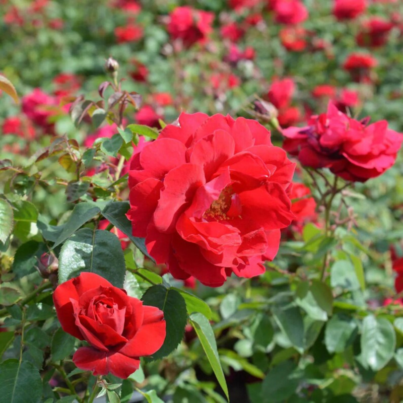 30 Red Climbing Rose Seeds, Perennial