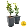 thumbnail image 4 of 2 Highlander Boxwood – Fast-Growing Upright Evergreen Shrub for Privacy Hedges, Screens & Borders (Buxus sempervirens ‘Highlander’) in 3.5″ Cubes, Live Plants, 4 of 9