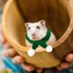 thumbnail image 1 of Gorro y bufanda navideños ajustables para lagartijas pequeñas, ideal para gatitos y perros (2024). Bufanda navideña para mascotas, pollos y otros animales. Accesorios para mascotas., 1 of 4