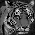 thumbnail image 2 of Grey, Jace 12x12 White Modern Wood Framed Museum Art Print Titled - Tiger Black And White, 2 of 4