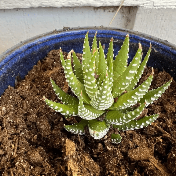 Zebra Plant, Haworthia Fasciata, Small Succulent, Easy care plant in 2" Pot