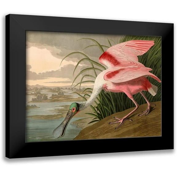 John James, Audubon 14x12 Black Modern Framed Museum Art Print Titled - Roseate Spoonbill