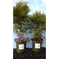 thumbnail image 3 of Thuja Evergreen Shrub, Emerald Green Arborvitae, 4 Inch Pot, Lot of 15, 3 of 6