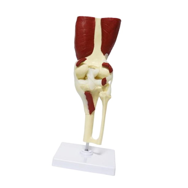 Modelo de articulación científica médica de tamaño real, herramienta de enseñanza de anatomía ligera, base educativa resistente con ligamentos y músculos Rodilla