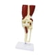 thumbnail image 1 of Modelo de articulación científica médica de tamaño real, herramienta de enseñanza de anatomía ligera, base educativa resistente con ligamentos y músculos Rodilla, 1 of 8