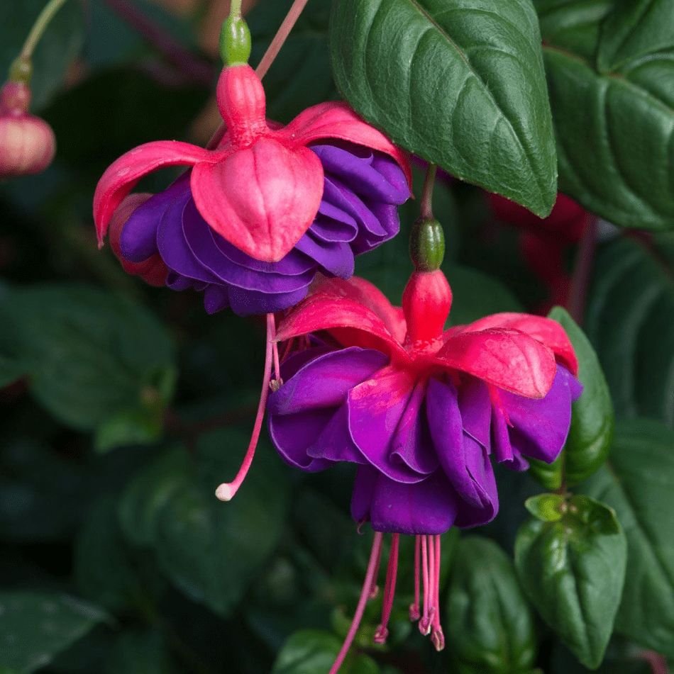 Fuchsia Dark Eyes Plant Live for Planting, 4-6 Inch Tall, Purple Flower Fuchsia Plant Indoor Outdoor Gardening, No Pot
