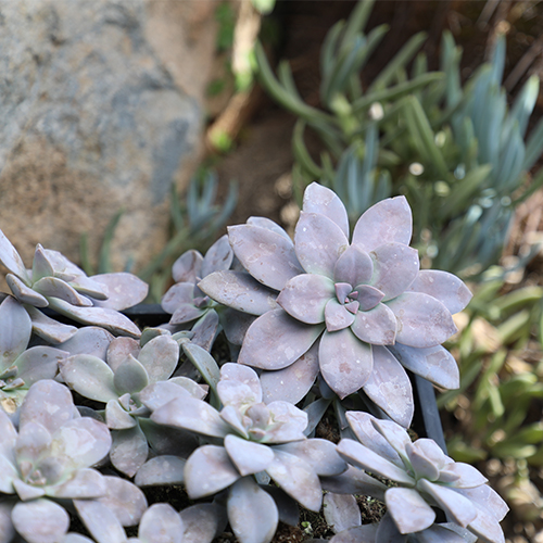 Element by Altman Plants Ghost Succulents Easy Plant 4-Pack; 1qt. Grower Pots; Full Sun