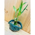 thumbnail image 4 of Lucky Bamboo 446 in Ceramic Vase, 4 of 11