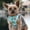Surfboards and Palms, variant on Wrap and Snap Choke Free Dog Harness by Doggie Design