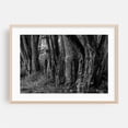 thumbnail image 2 of Haunted Forest - York Pennsylvania Photography Black and White Forest Nature Woodland Woods Rustic Mystical Unframed Wall Art Print 20 x 28 inches, 2 of 7