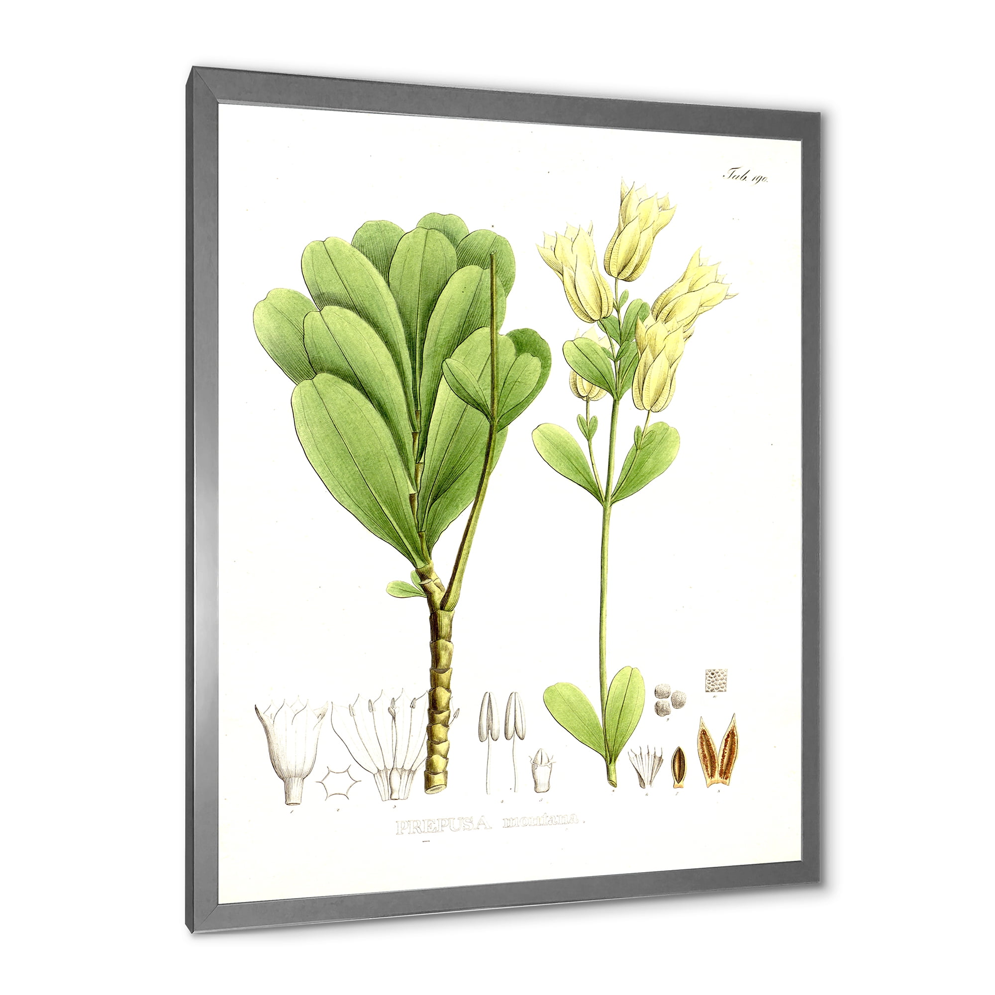 Designart 'Ancient Brazilian Plant III' Traditional Framed Art Print
