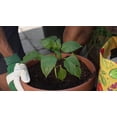 thumbnail image 2 of Miracle-Gro Biologique Terreau d’Empotage 25L, 2 of 6