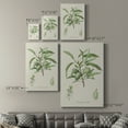 thumbnail image 4 of Antique Almond Botanical III Premium Gallery Wrapped Canvas - Ready to Hang, 4 of 9
