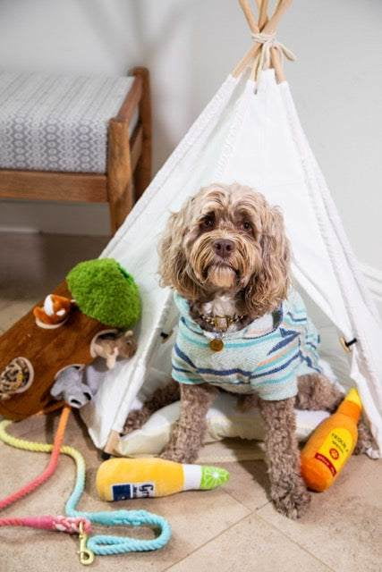 Glow Pups Dog Leash 5 Foot Cotton Rainbow Adjustable Dog Standard Leash, Rainbow Ombre