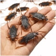 thumbnail image 2 of 5-50 piezas de simulación de modelo realista especial, cucaracha de goma falsa, cucaracha, juguete de broma, truco divertido, juguete de simulación, 2 of 4