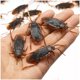 thumbnail image 2 of 5-50 piezas de simulación de modelo realista especial, cucaracha de goma falsa, cucaracha, juguete de broma, truco divertido, juguete de simulación, 2 of 4