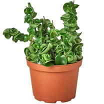 Hoya Rope Live Plant for Indoor | Different Houseplants in 4'' & 6'' Pot | Real House Plant for Living Room | Porcelain Flower | Hindu Wax | Honey | Krinkle Curl