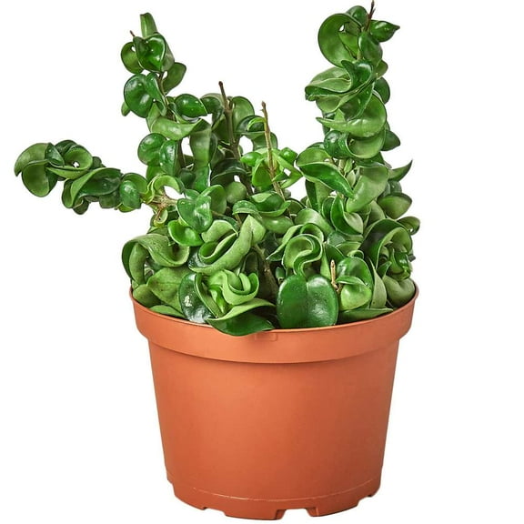 Hoya Rope Live Plant for Indoor | Different Houseplants in 4'' & 6'' Pot | Real House Plant for Living Room | Porcelain Flower | Hindu Wax | Honey | Krinkle Curl