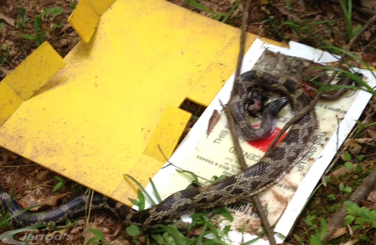 Communication on this topic: How to Trap a Snake, how-to-trap-a-snake/ Communication on this topic: How to Trap a Snake, how-to-trap-a-snake/