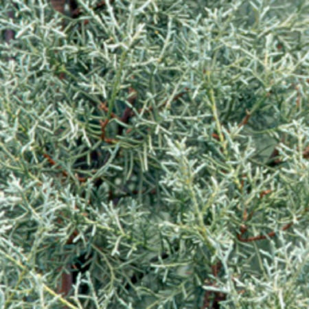 Carolina Sapphire Cypress, Fast Growing Evergreen