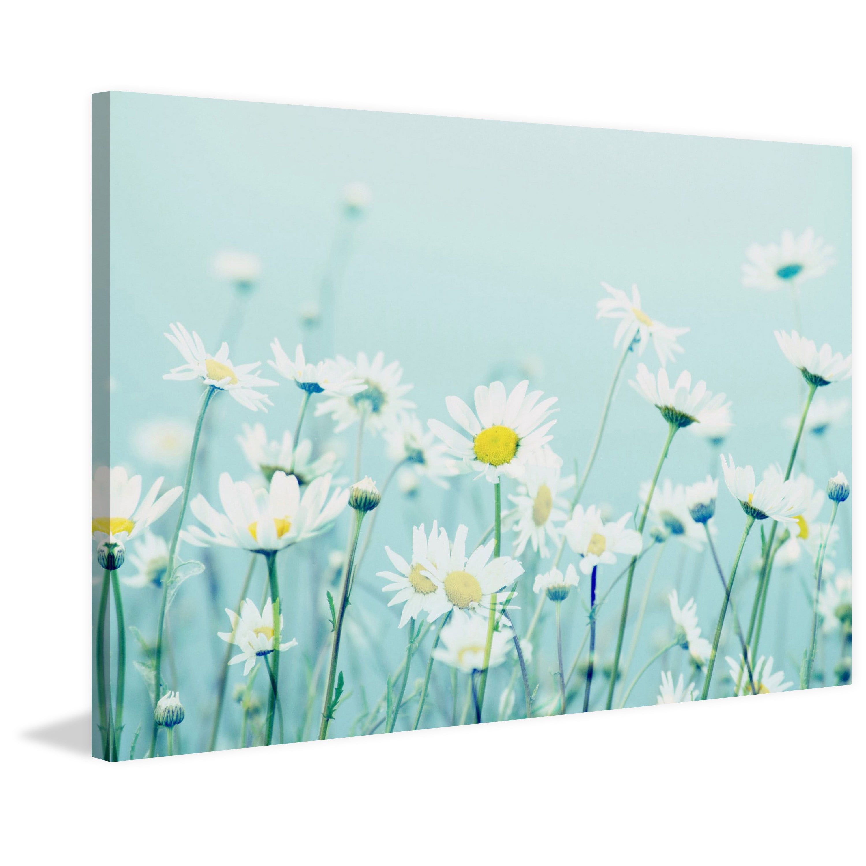 Marmont Hill "Dancing Daisies" by Robert Dickinson Painting Print on Canvas