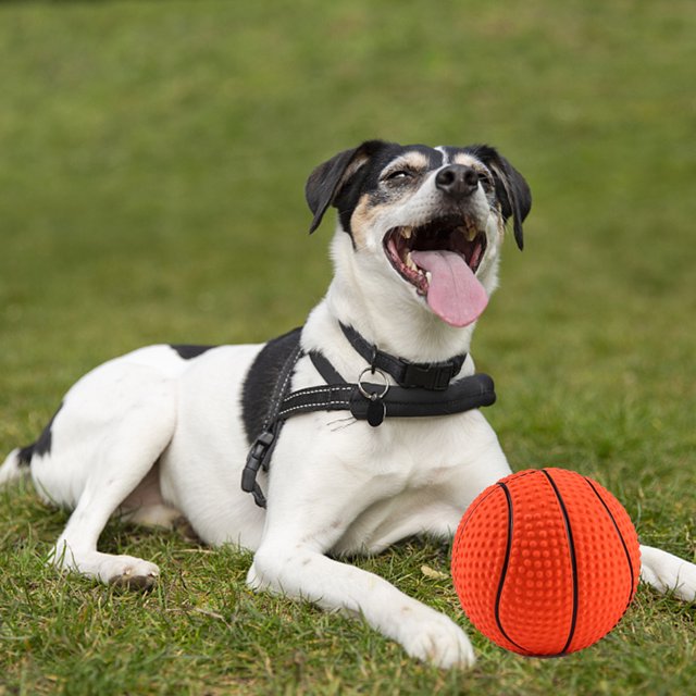 Professional Latex Sounding Basketball Dogs Toys Cotton Filled Funny Squeaky Ball Bite-resistant Molar Teeth Cleaning Interactive Training Tools