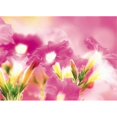 thumbnail image 1 of Panoramic Images PPI136839 Fleurs Roses Affiche Imprimée par Panoramic Images - 36 x 27, 1 of 1