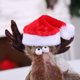 thumbnail image 3 of Sombrero del perro de navidad Gorra Perro lindo Gato Mascota Traje de navidad Trajes Sombrero de perro pequeño Accesorios para el cuidado del cabello (Rojo), 3 of 5