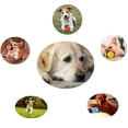 thumbnail image 5 of Juguetes para perros, pelota interactiva, juguete masticable para perros,juguetes para perros pequeños y grandes, pelota de goma para mascotas, juguete para limpiar dientes., 5 of 5
