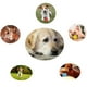 thumbnail image 5 of Juguetes para perros, pelota interactiva, juguete masticable para perros,juguetes para perros pequeños y grandes, pelota de goma para mascotas, juguete para limpiar dientes., 5 of 5