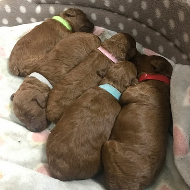 Newborn puppy clearance tags
