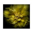 thumbnail image 2 of Carson, Brian 15x15 White Modern Wood Framed Museum Art Print Titled - Double Yellow Camelia, 2 of 4