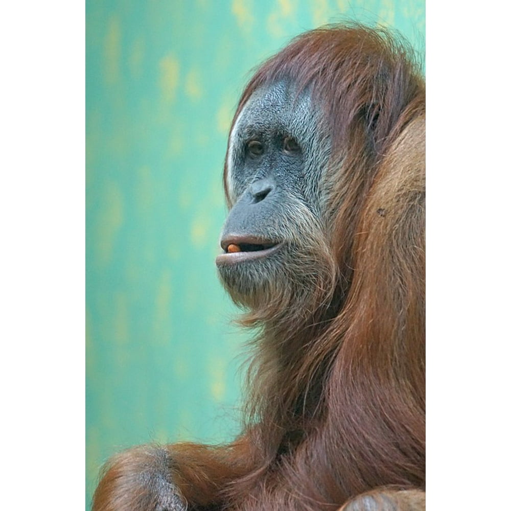  Orang  utan  Primate Old World Monkey Ape 20 Inch By 30 Inch 