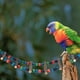 thumbnail image 4 of GOOHOCHY 1 unid loro jaula juguete pájaro juguete juguete loro mordiendo juguete mascota pájaro pájaro jaula, 4 of 7