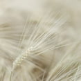 thumbnail image 2 of Frank, Assaf 15x15 Gold Ornate Wood Framed with Double Matting Museum Art Print Titled - Wheat close-up, 2 of 4