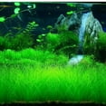thumbnail image 3 of 2 Pack Aquarium Grass Plants Seeds Water Plant Seeds, 0.35oz/Pack Water Grass Seed for Fish Tank Decoration, Creates Lush Green Carpet Plant, 3 of 5
