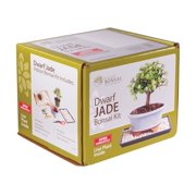 From You Flowers Dwarf Jade Bonsai Kit